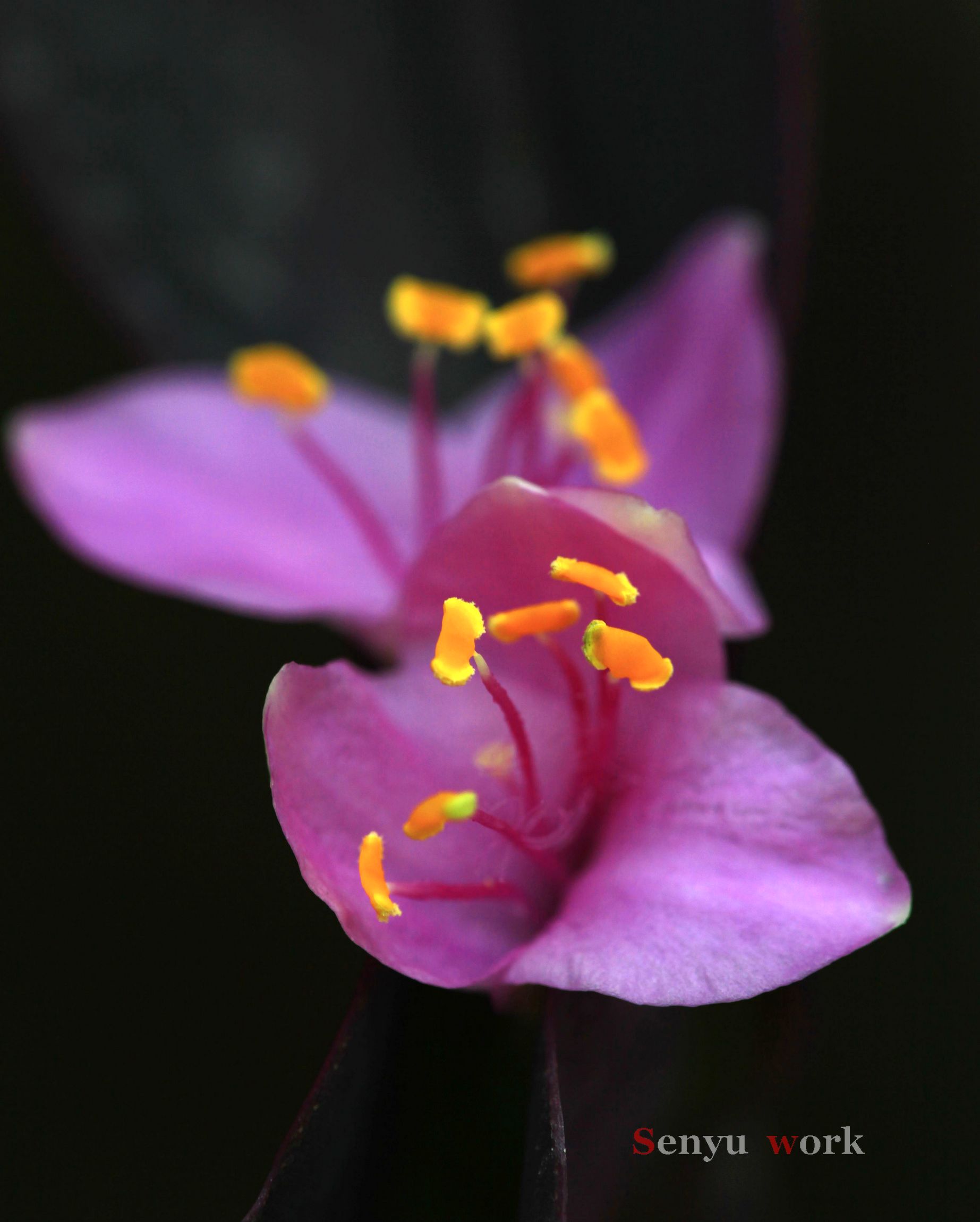 偶芯蕊黄