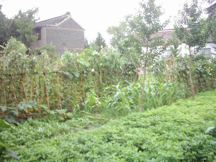 【无公害蔬菜园摄影图片】小菜园生态摄影_高