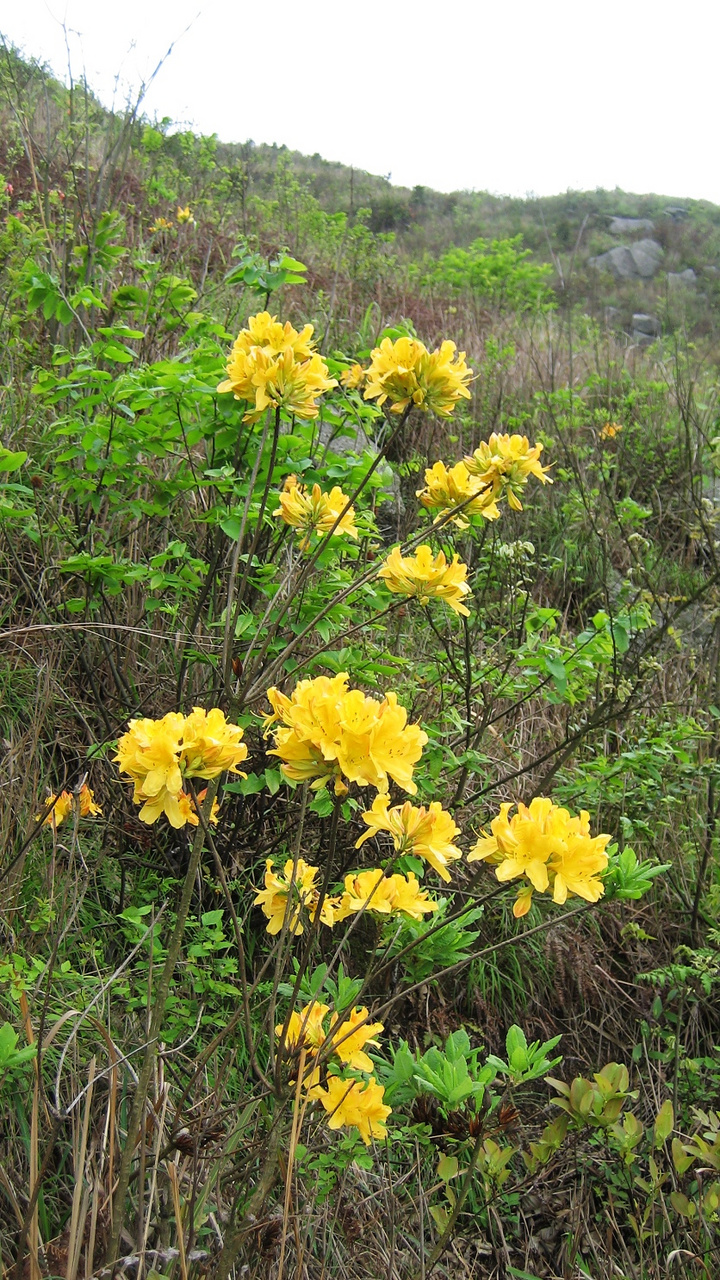 杜鹃花黄