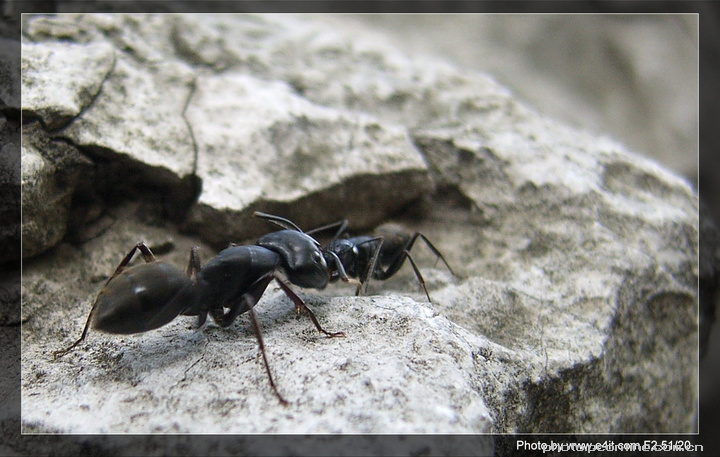 【蚂蚁大战摄影图片】广州生态摄影_E.俊华颠