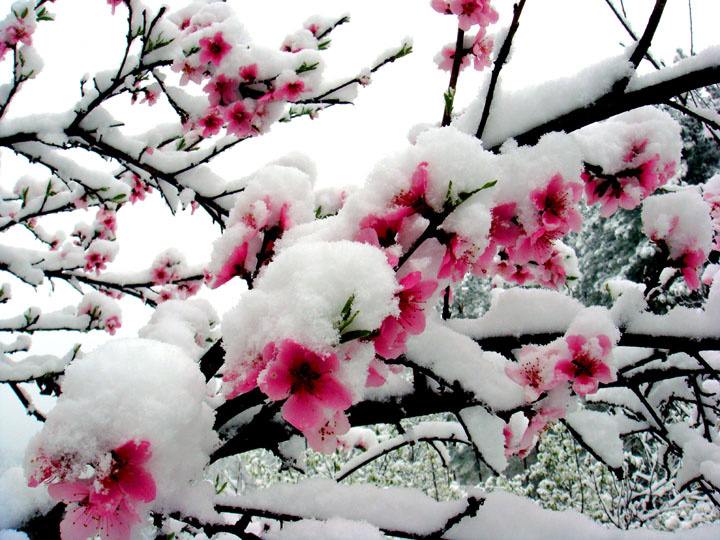 四月春雪