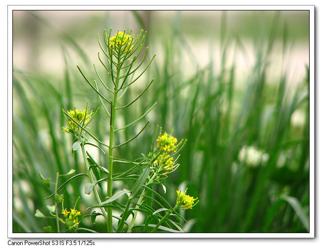 小花小草