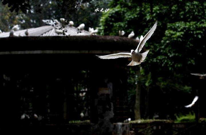 ɰɣӣThe Flying Pigeon