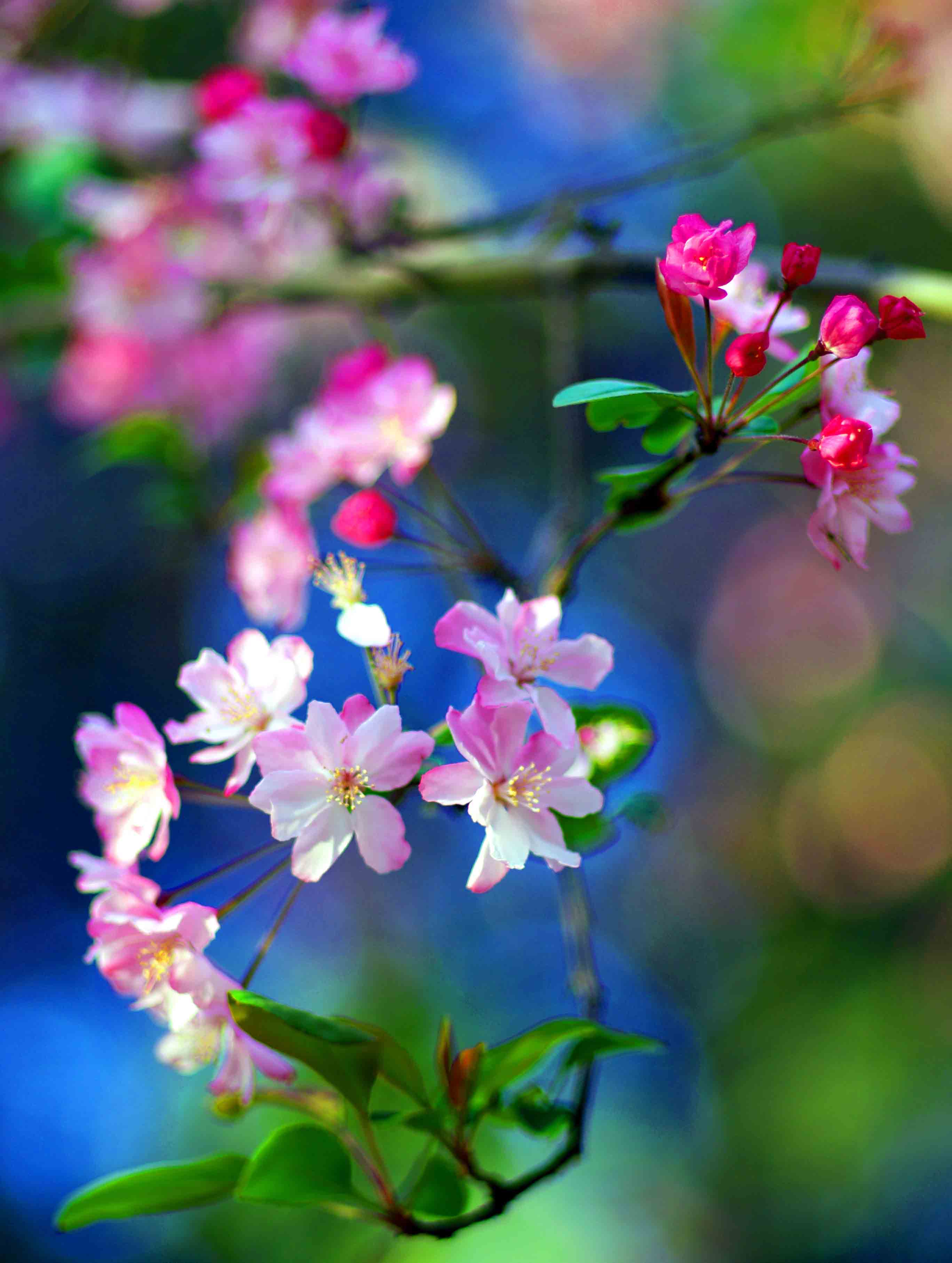 花卉-1