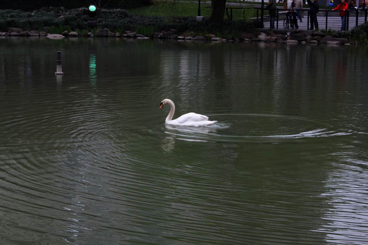 【鹅鹅鹅.摄影图片】上海小公园生态摄影