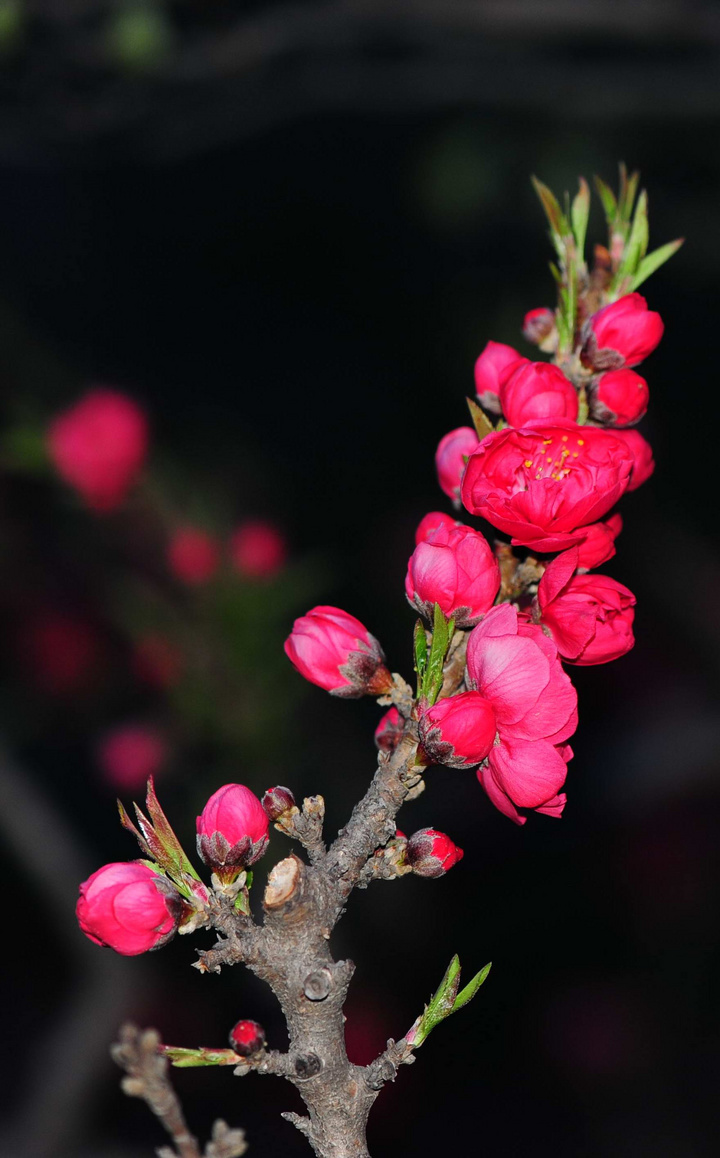 桃花争春