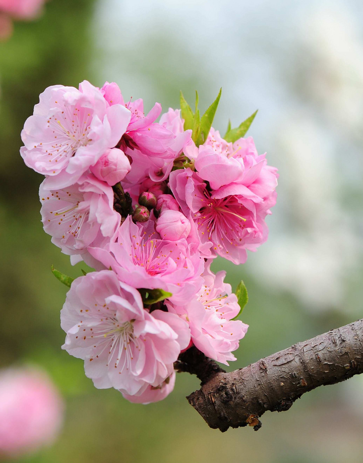 桃花争春