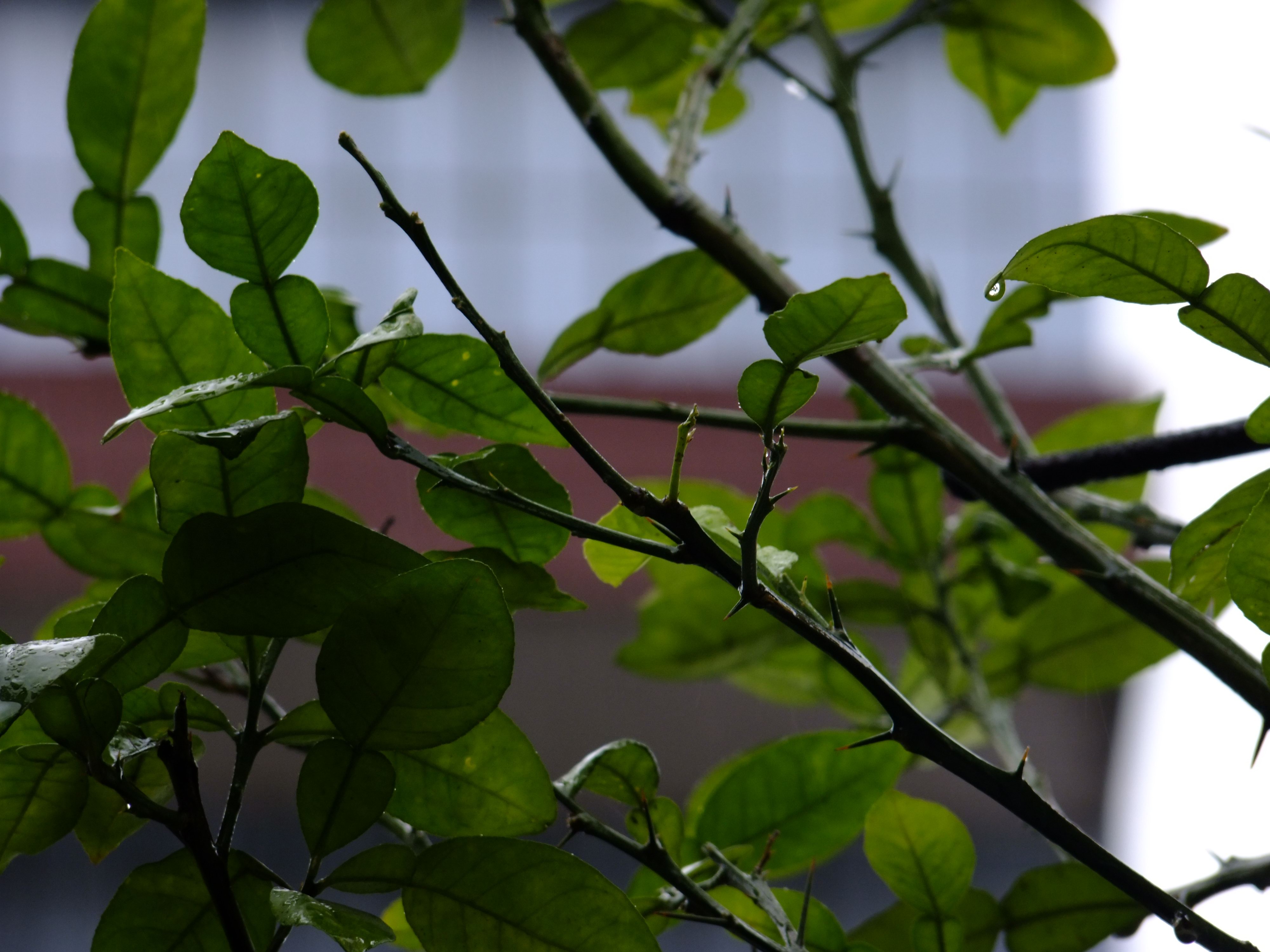 雨天