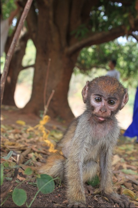【困惑的猴子摄影图片】尼日利亚生态摄影