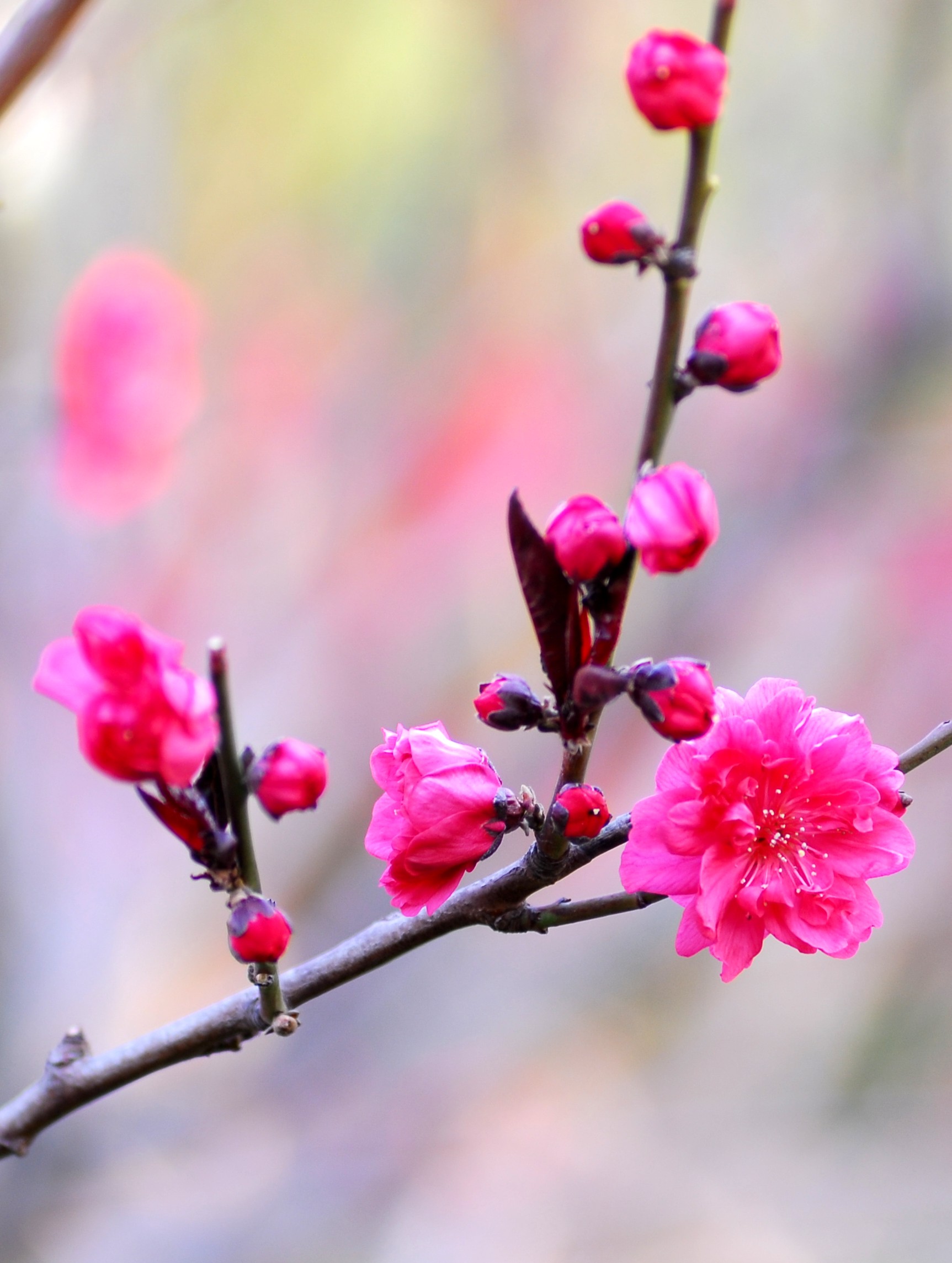 桃花笑春风