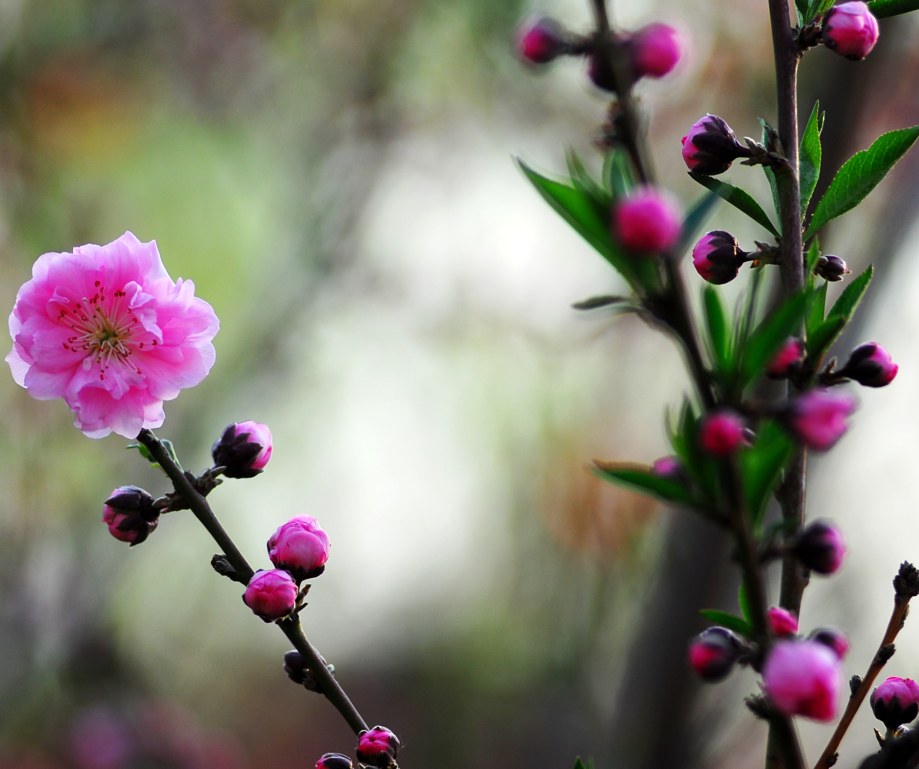 桃花笑春风