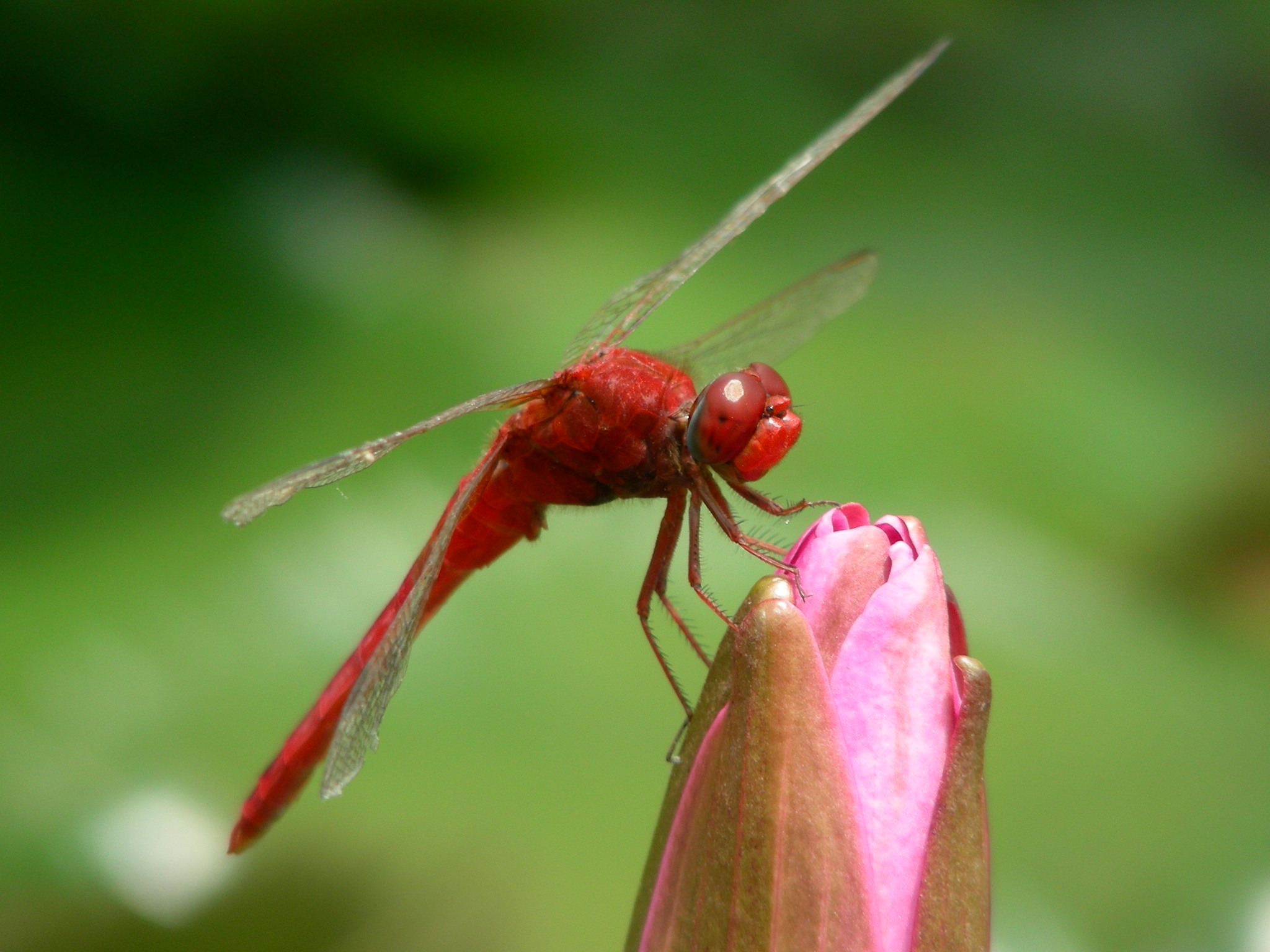 【蜻蜓摄影图片】大夫山生态摄影_pymjy_太平洋电脑网摄影部落