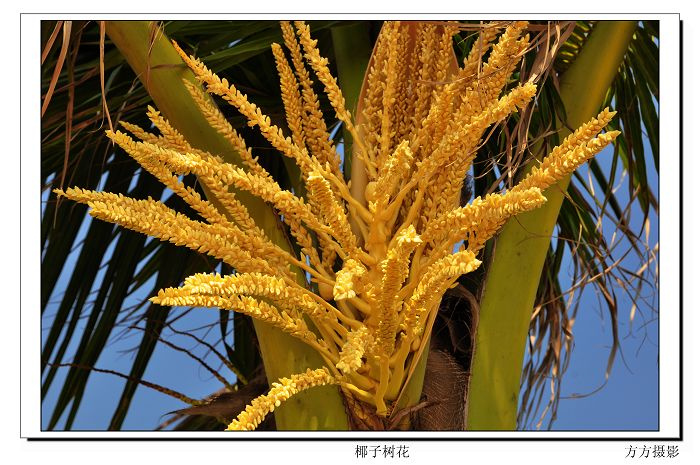 椰子树花