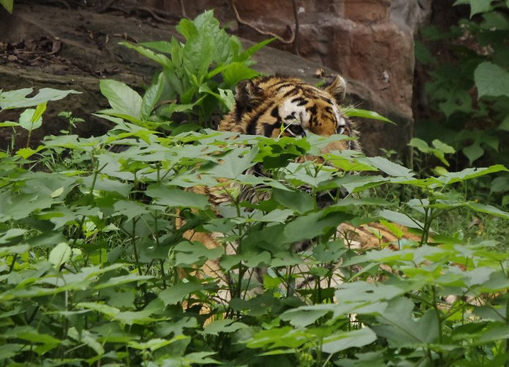 老虎和小熊猫