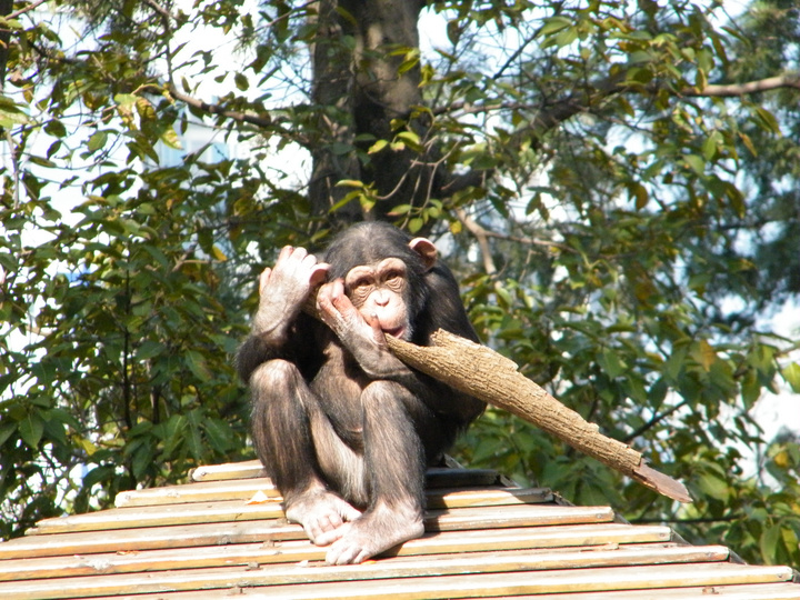 【无助猴子摄影图片】GZLD生态摄影