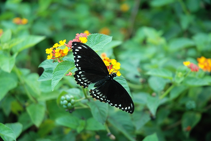 【花丛中的黑蝴蝶摄影图片】河源生态摄影_倾