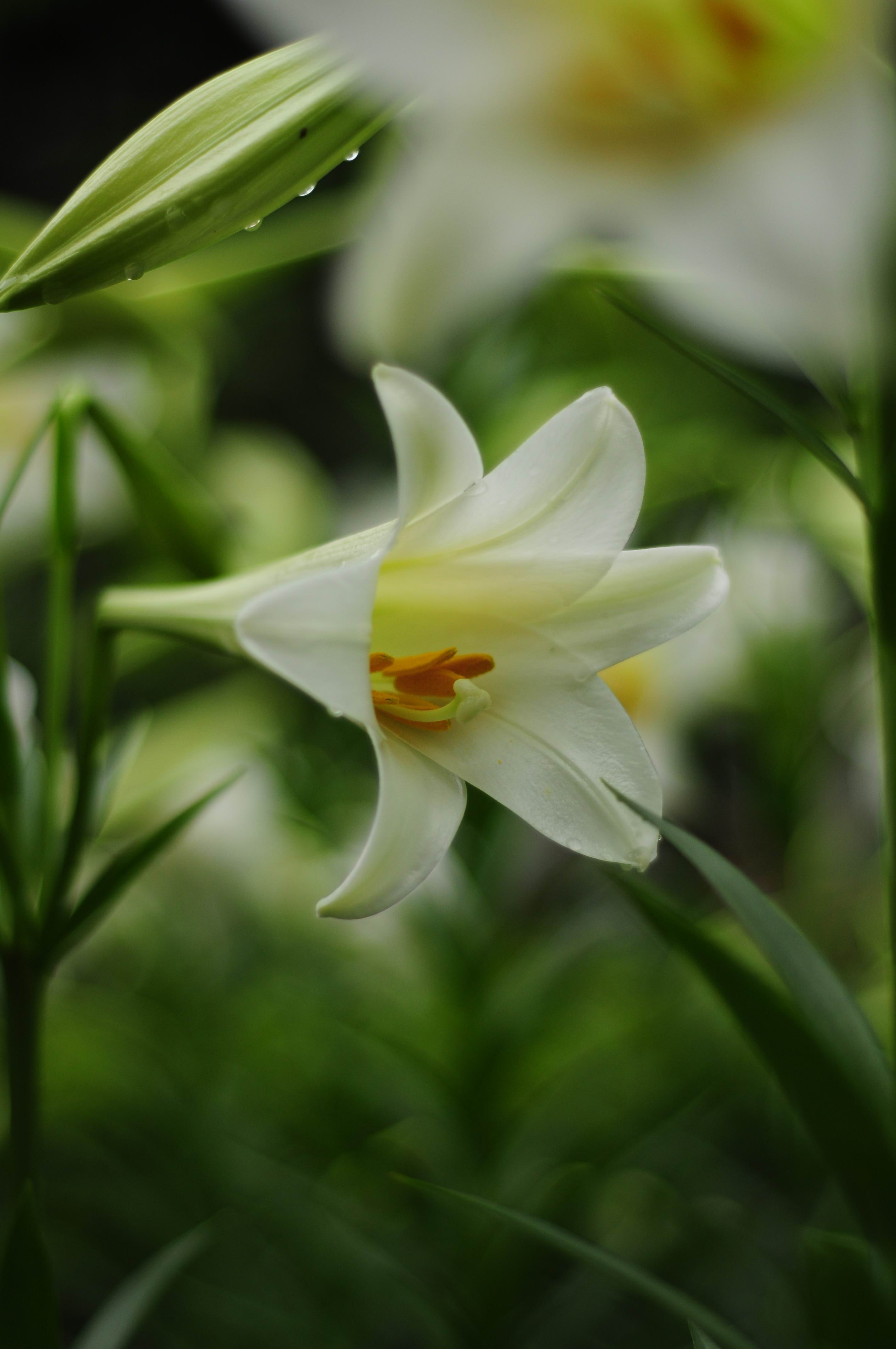 百合花摄影图__花草_生物世界_摄影图库_昵图网nipic.com