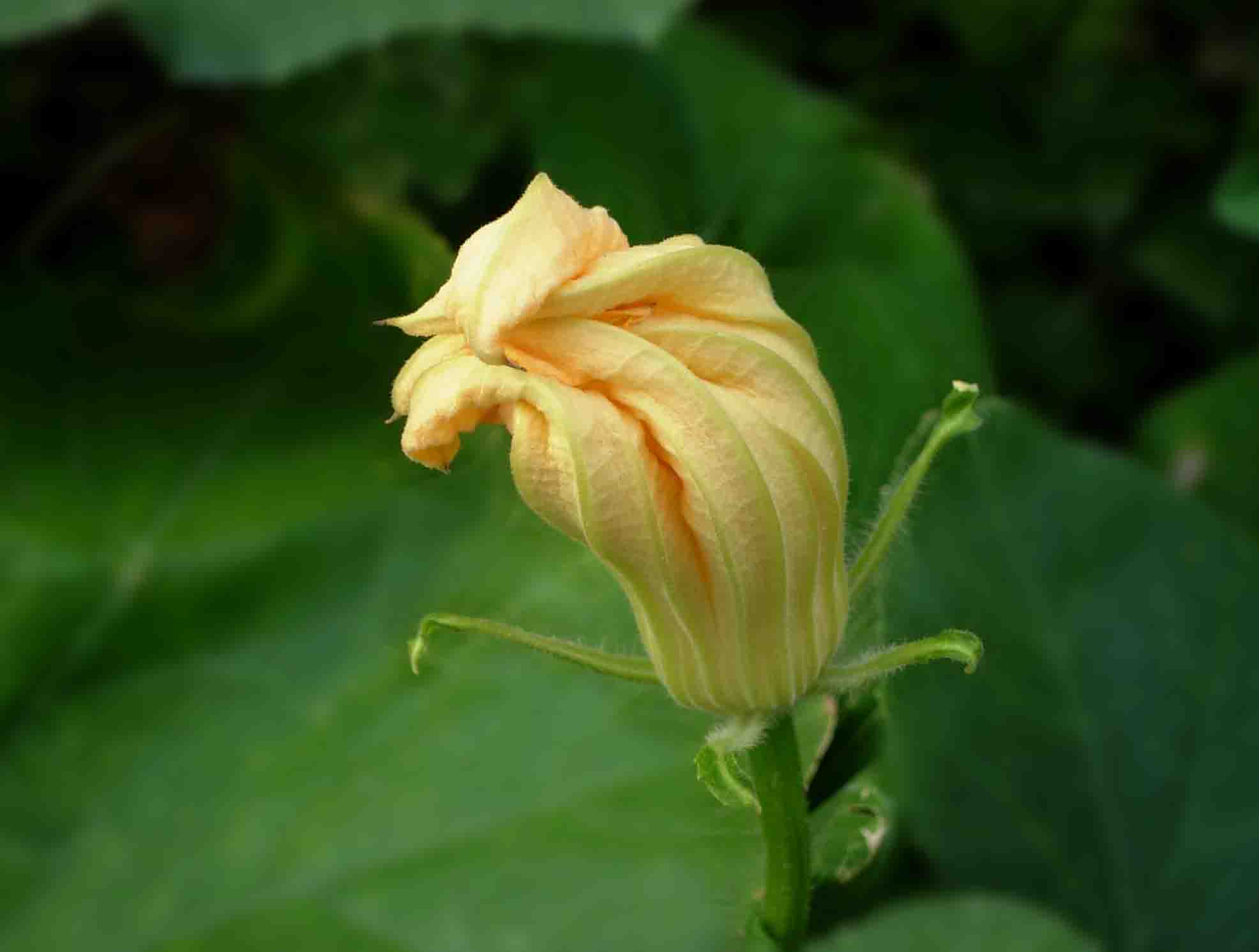 南瓜的种植方法和时间 - 花百科