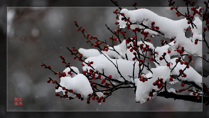 红梅傲雪--春节雪景之七