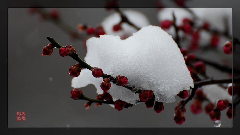 红梅傲雪春节雪景之七