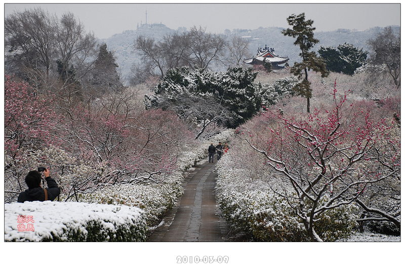 【飞雪迎春--梅花山雪景(5)摄影图片】南京明孝陵风光