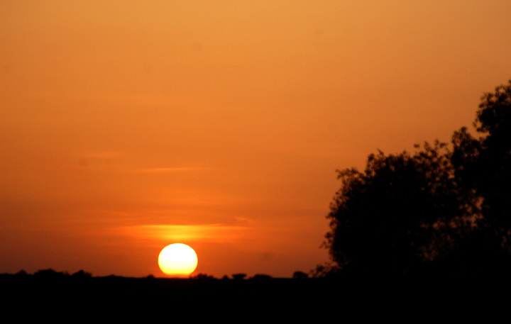 夕阳红