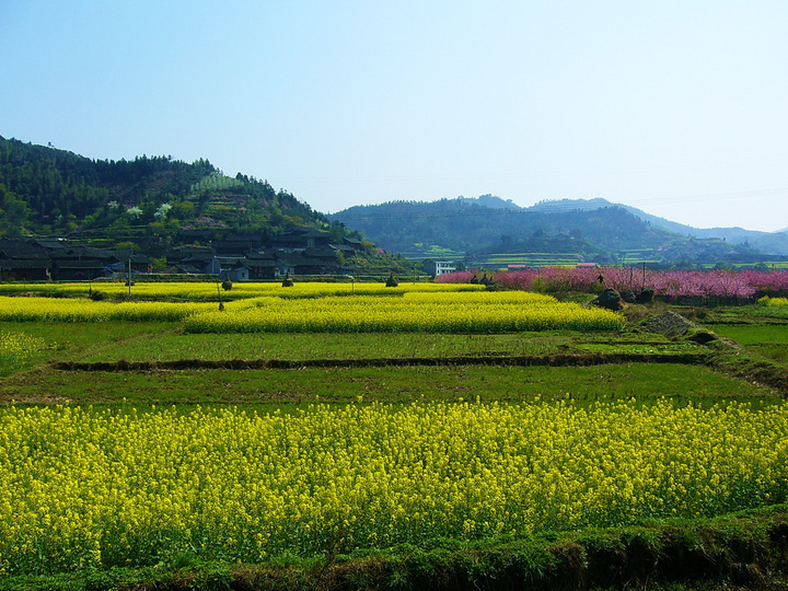 【油菜花开的季节摄影图片】湖南省怀化市中方