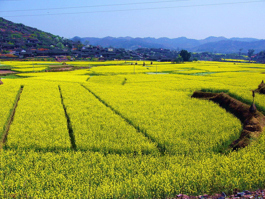 【油菜花开的季节摄影图片】湖南省怀化市中方