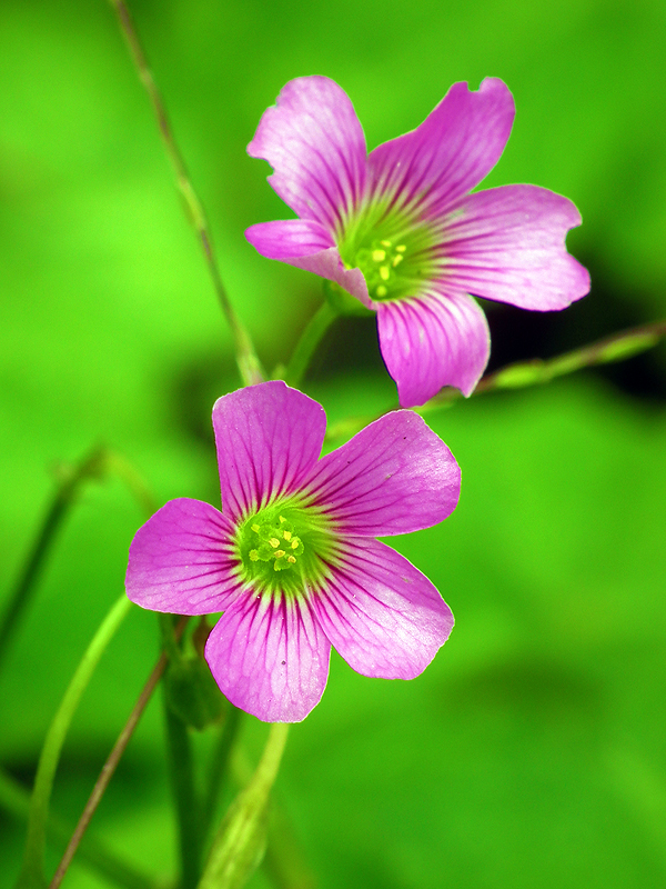 路边小野花