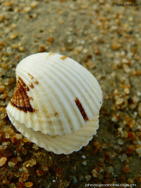 沧海小贝壳