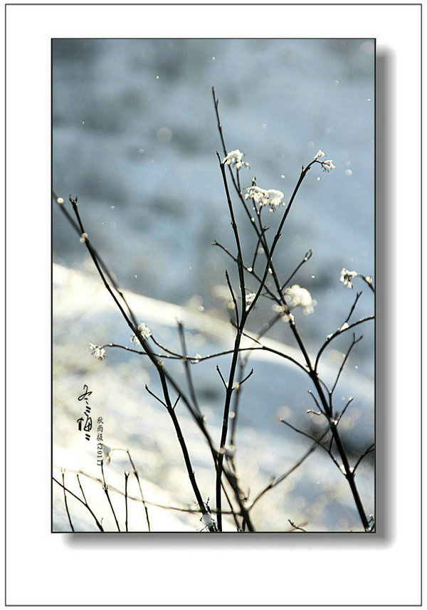 【·二月里的梅花雪·摄影图片】公园生态摄影