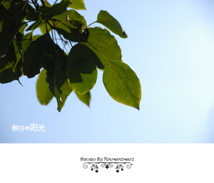 【秋日的阳光摄影图片】无锡蠡湖新城生态摄影
