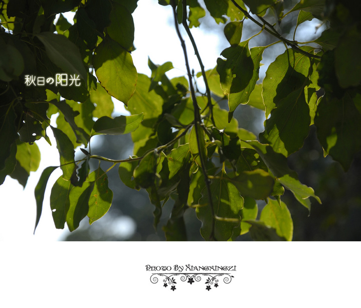 【秋日的阳光摄影图片】无锡蠡湖新城生态摄影