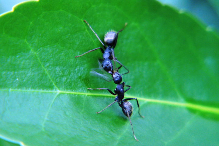 【蚂蚁的交流摄影图片】乡村生态摄影_小医生