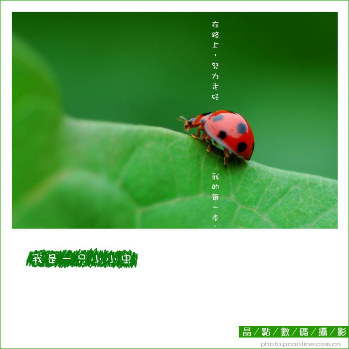 【我是一只小小虫摄影图片】广西隆林生态摄影