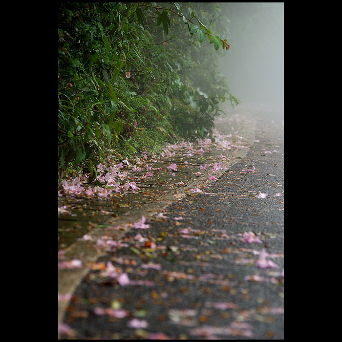 【雨雾杜鹃摄影图片】深圳梧桐山生态摄影_潇洒雨中行