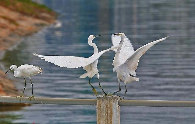 【白鹭鸟摄影图片】厦门白鹭洲公园生态摄影