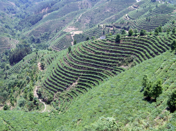 茶山金字塔.