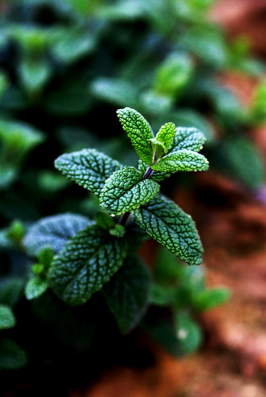 花都香草世界