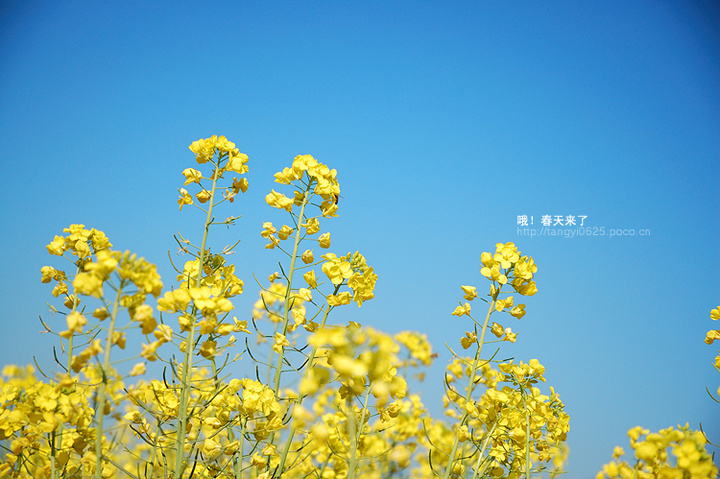春天来了