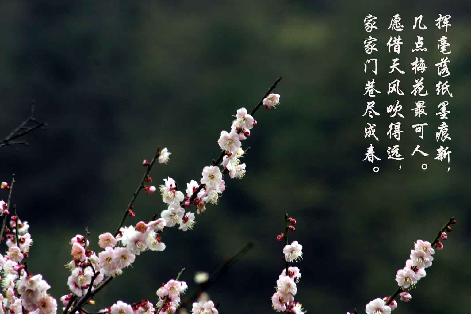 梅花香至苦寒来