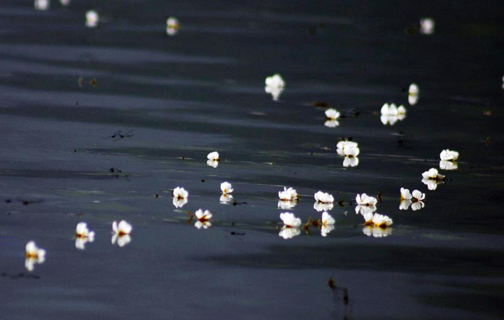 【泸沽湖的花摄影图片】泸沽湖生态摄影
