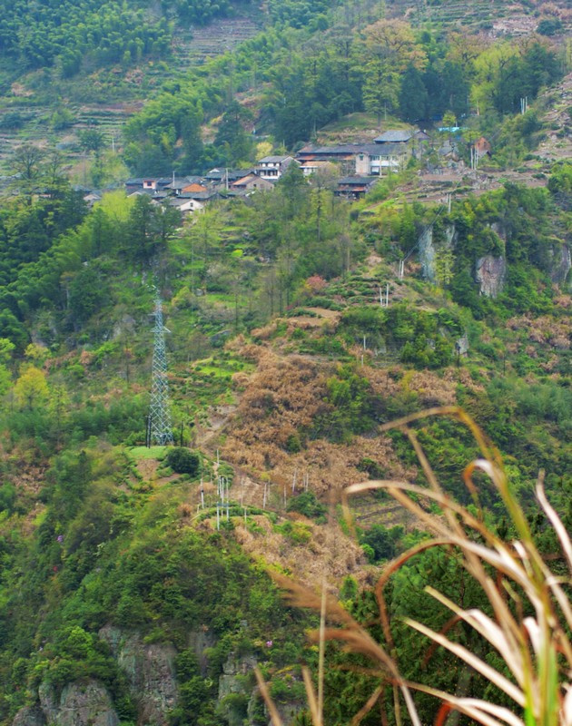 杖锡村樱花