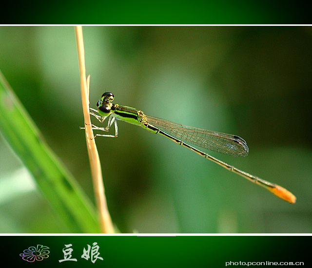 蜻蜓与豆娘 (共p)