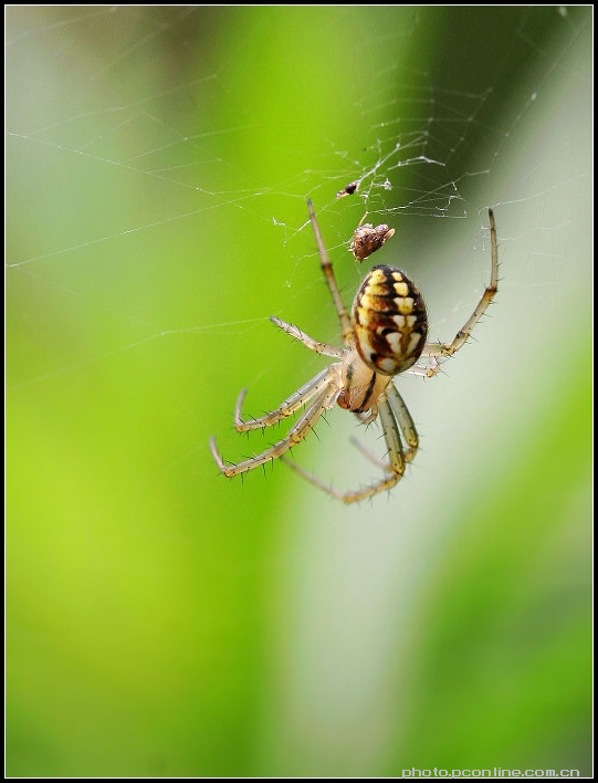 【螳螂与蜘蛛摄影图片】山间生态摄影_北方绿