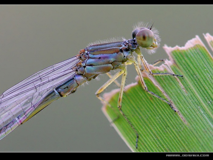 【蜻蜓与豆娘摄影图片】池塘生态摄影