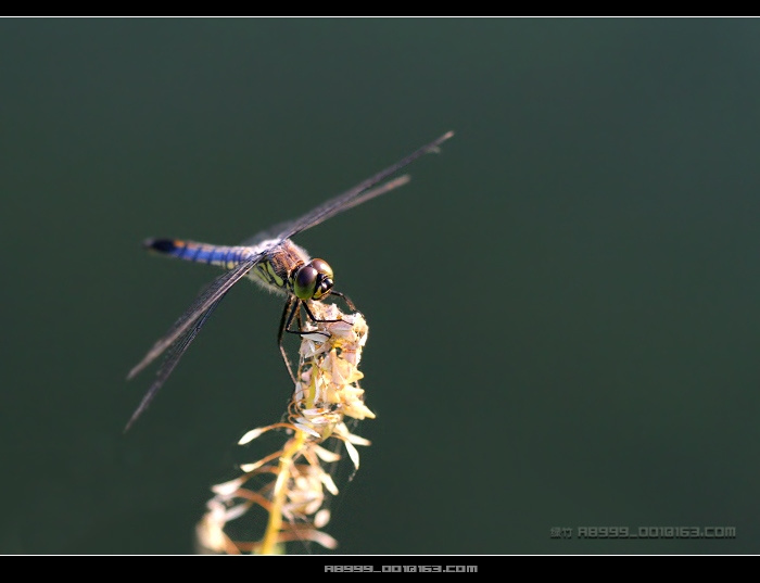 【蜻蜓与豆娘摄影图片】池塘生态摄影
