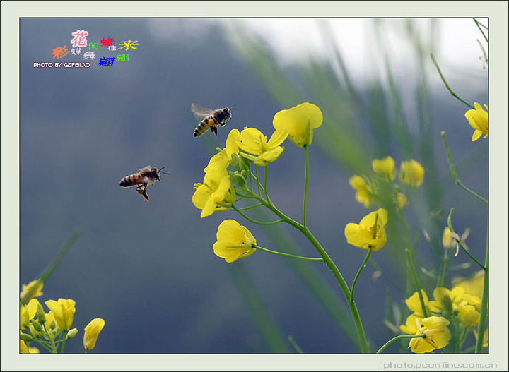 【花间蜂往来 彩蝶舞翩翩摄影图片】GZ生态摄
