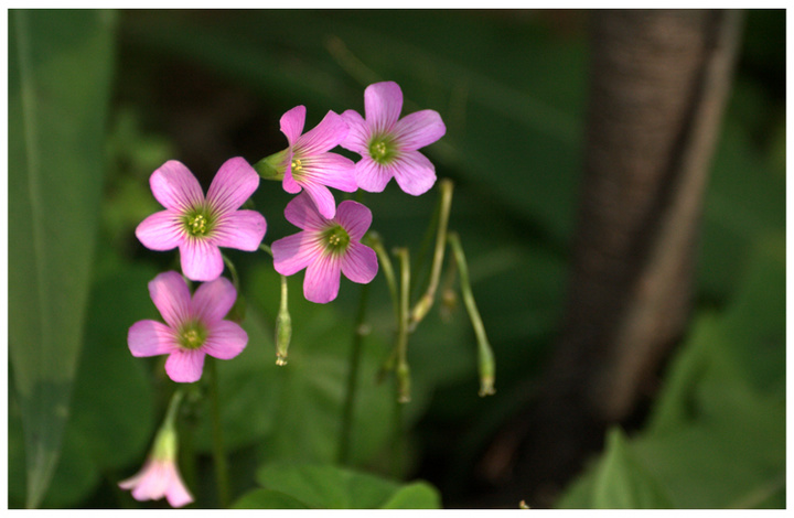 小花
