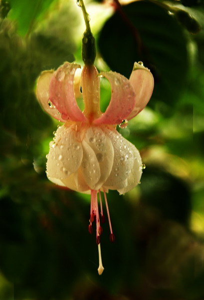 灯笼花